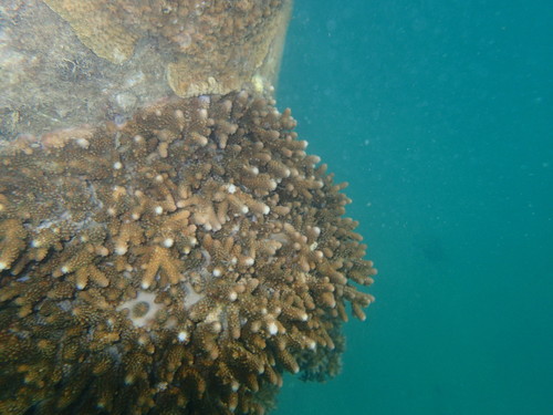 Acropora samoensis