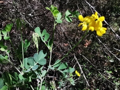 Coronilla valentina