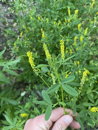 iNaturalist observation photo of small melilot