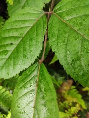 Aralia chinensis