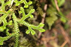 Selaginella douglasii