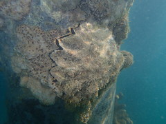 Ostreoidea