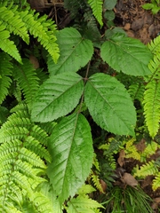 Aralia chinensis
