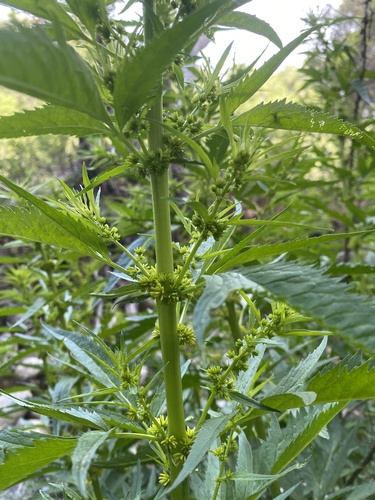 iNaturalist observation photo of durango root
