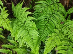 Dryopteris fuscipes