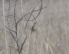 Acrocephalus palustris