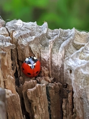 Coccinella septempunctata