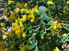 Coronilla valentina
