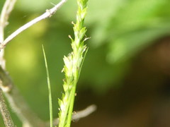 Carex strigosa