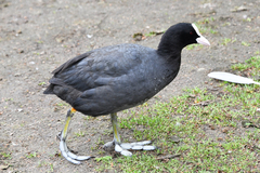 Fulica atra
