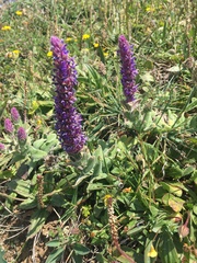 Nepeta tuberosa