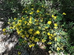 Coronilla valentina