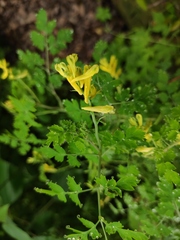 Corydalis balansae