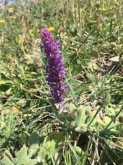 Nepeta tuberosa