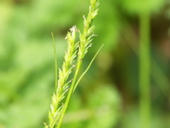 Carex strigosa