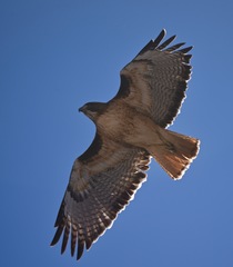 Buteo jamaicensis
