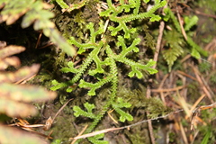 Selaginella douglasii