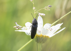 Melanotus punctolineatus