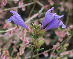 Dracocephalum bipinnatum