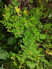 Corydalis balansae