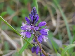 Polygala