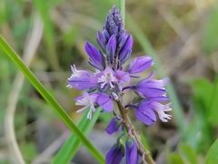 Polygala