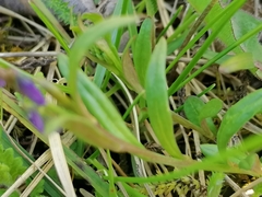 Polygala