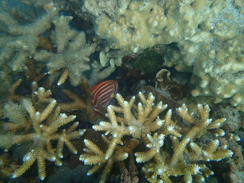 Sargocentron rubrum