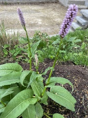 Bistorta officinalis