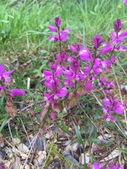 Polygala nicaeensis