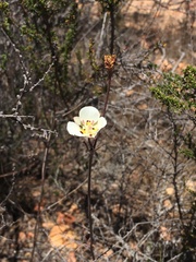 Calochortus dunnii