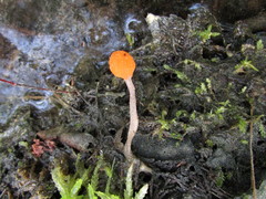 Mitrula lunulatospora