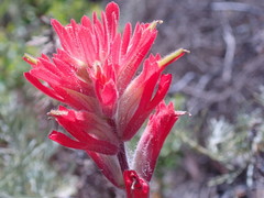 Castilleja affinis affinis