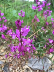 Polygala nicaeensis