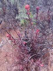 Castilleja affinis affinis