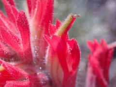 Castilleja affinis affinis
