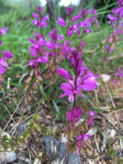 Polygala nicaeensis