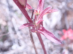 Castilleja affinis affinis