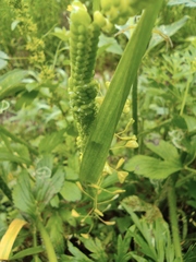 Beckmannia syzigachne