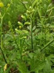 Beckmannia syzigachne