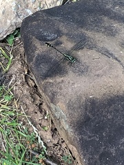 Gomphurus