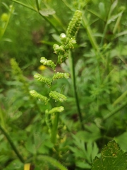 Beckmannia syzigachne