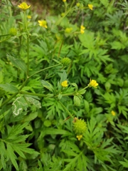 Ranunculus chinensis