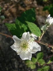 Rubus lainzii