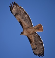 Buteo jamaicensis