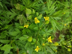 Ranunculus chinensis