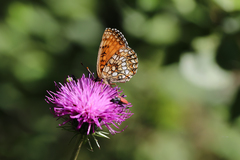 Melitaea diamina