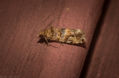 Lobesia physophora