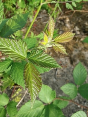 Rubus lainzii