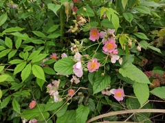 Rosa multiflora cathayensis